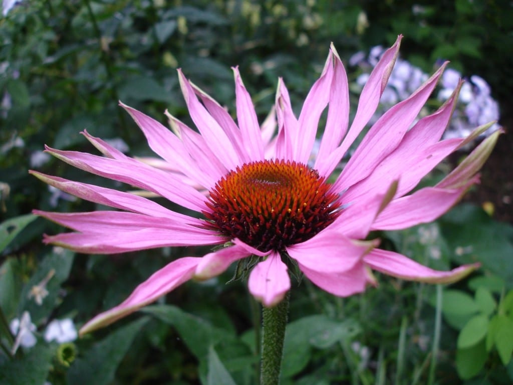 Role of Echinacea in Preventing Cold During Einter Season